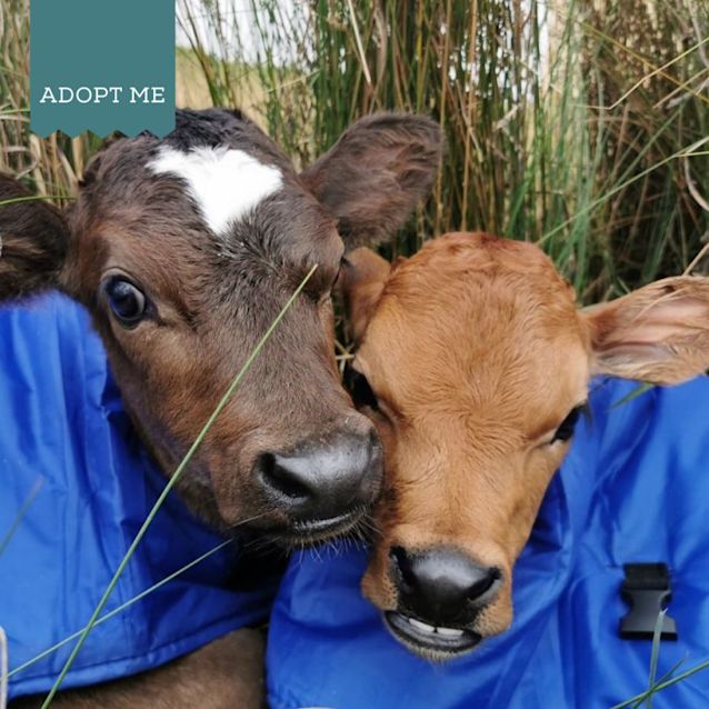 Photo of Amaro And Appletini