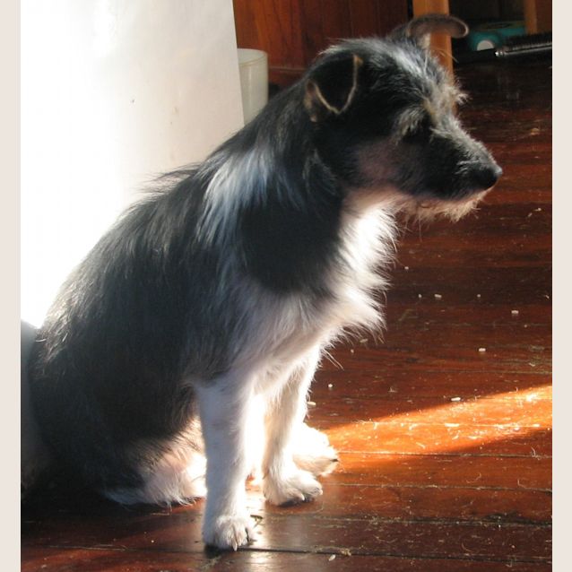 Photo of Chip 