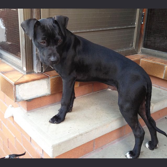 Photo of Nero (2) (On Trial 29/6/13)