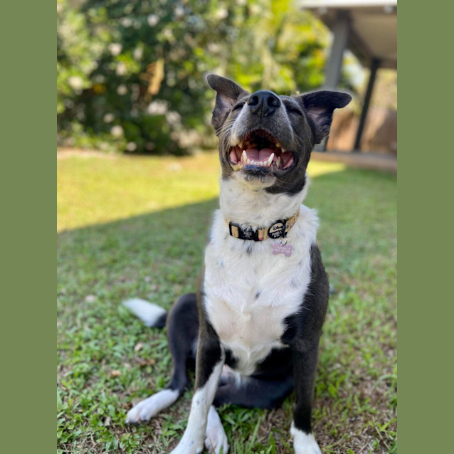 Photo of Luna