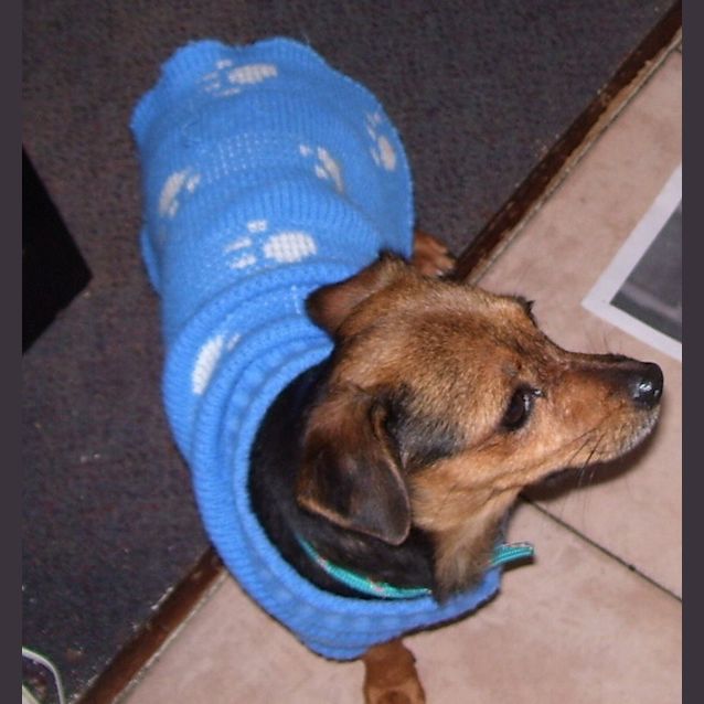 Photo of Trixie