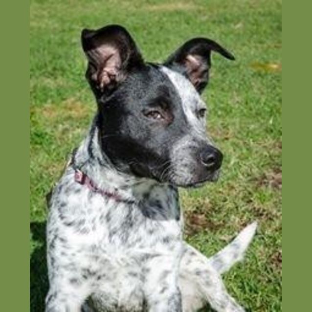 Photo of Nala