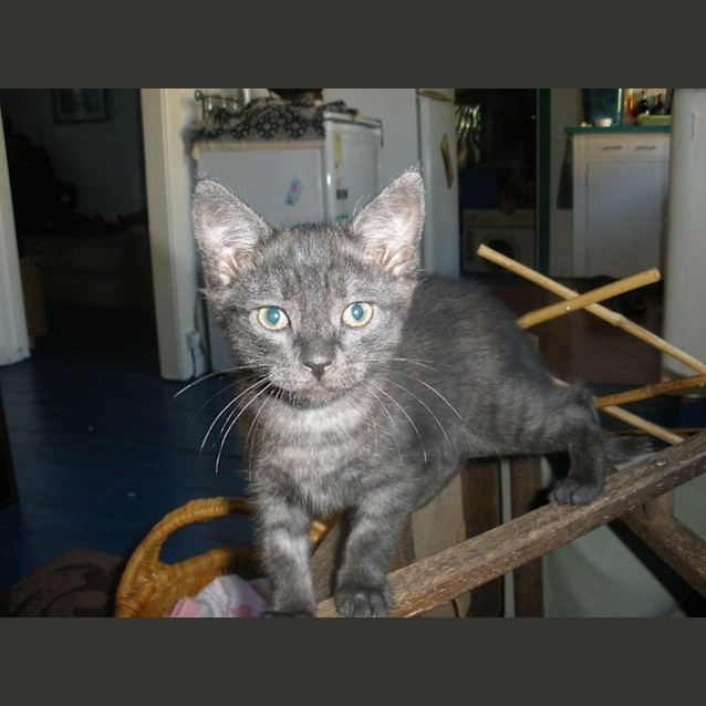 Photo of Shadow