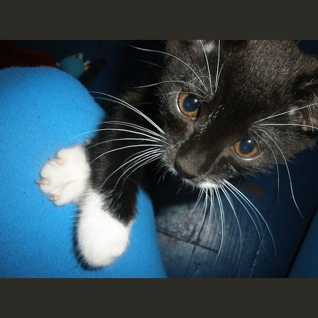 Photo of Socks