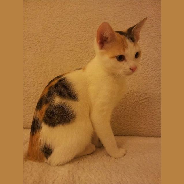 Photo of Violet