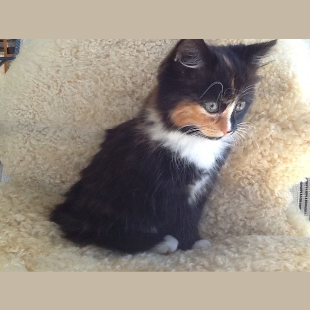 Photo of Honey