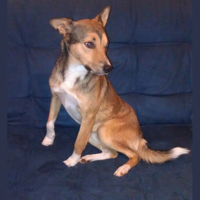Photo of Scooter (On Trial 14/7/13)