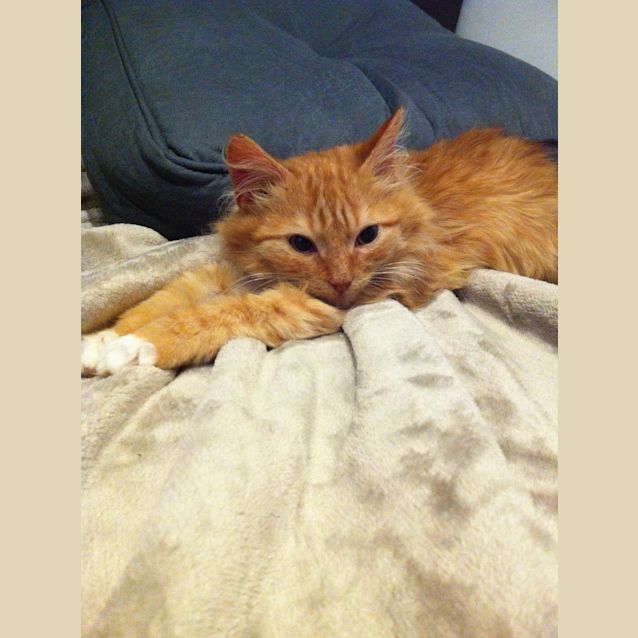 Photo of Samson ***On Hold***