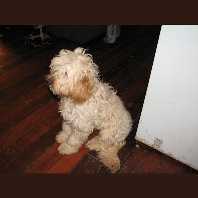 Photo of Layla