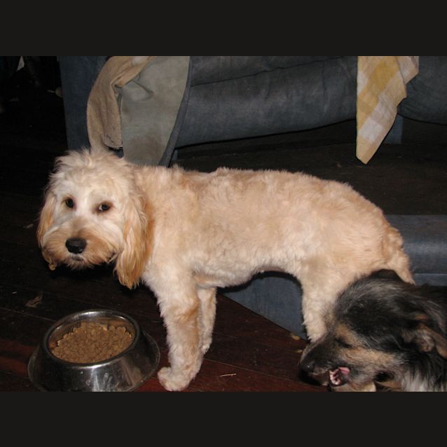 Photo of Layla