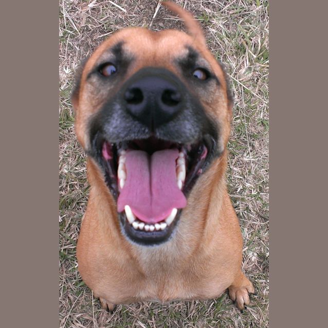 Photo of Molly Brown (At Rspca Big Adopt Day Sept 19 Bris)