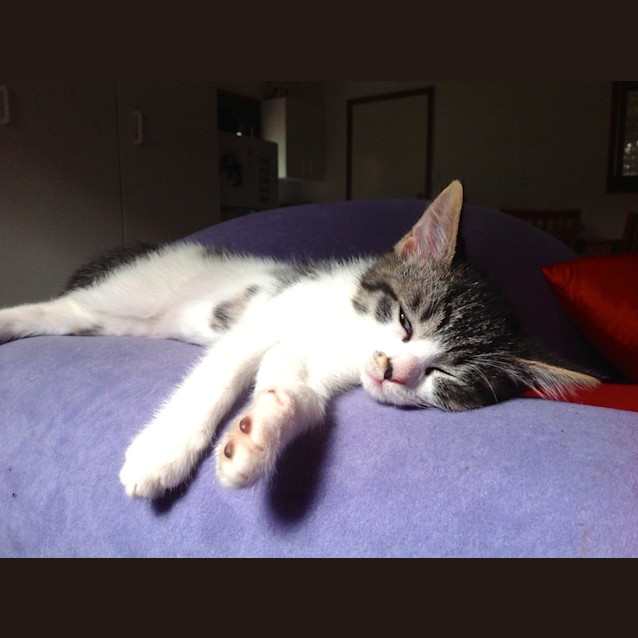 Photo of Patch