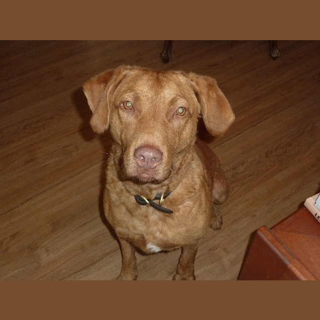 Photo of Piper On Trial In Her New Home