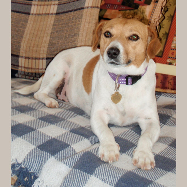 Photo of Ginger (E1007)