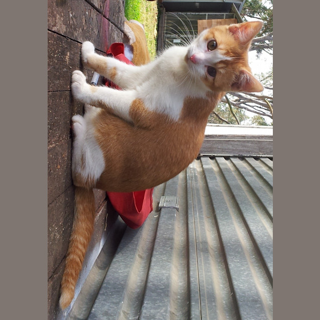 Photo of Brucie (Kitten)