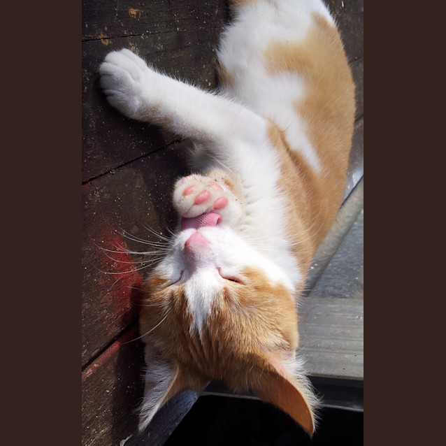 Photo of Brucie (Kitten)