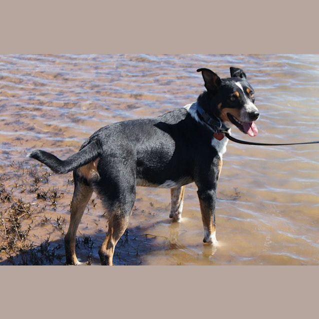 Photo of Alfie
