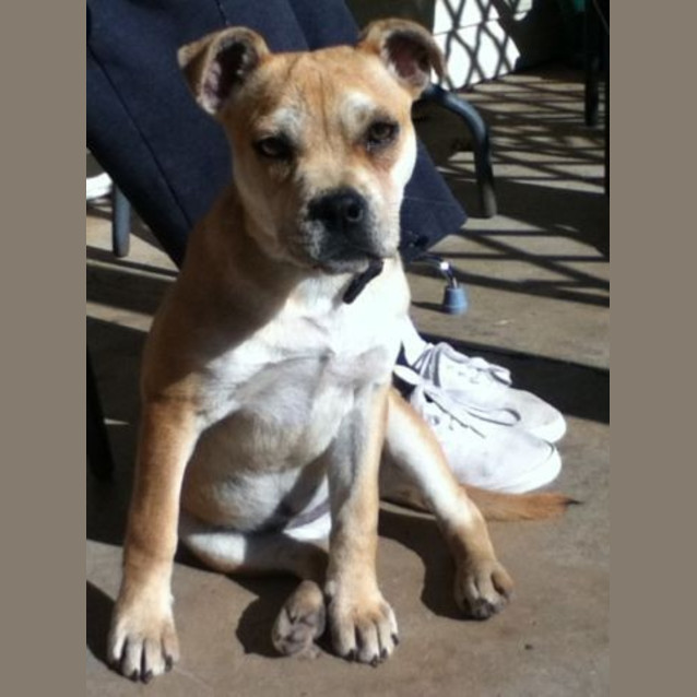 Photo of Sheba