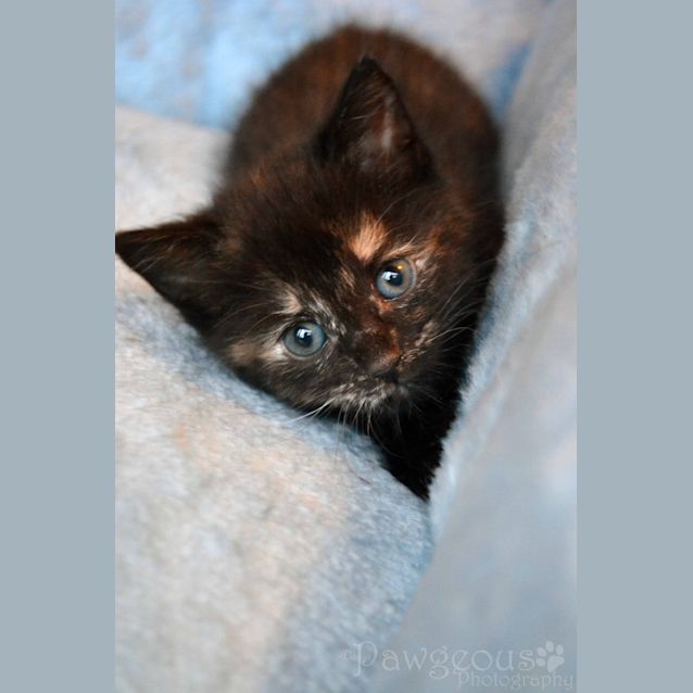 Photo of Jazz