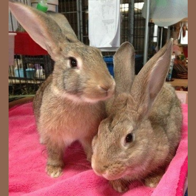 Photo of Peta & Britney
