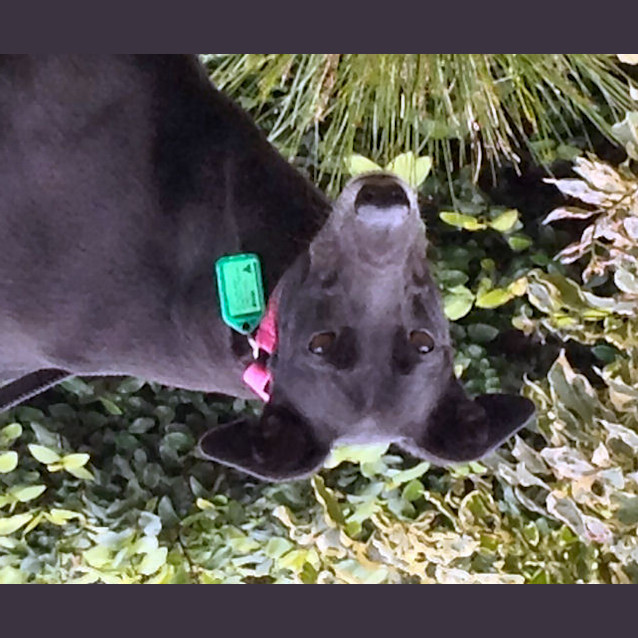 Photo of Gracie   Checking Out My New Home