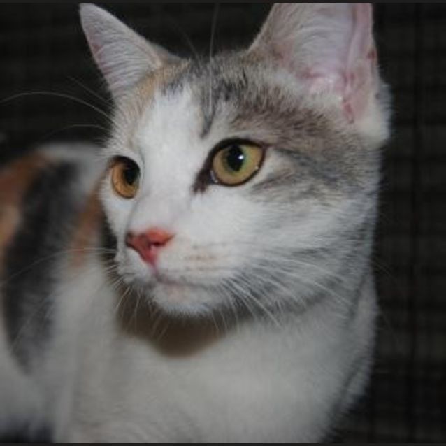 Photo of Snow Bell