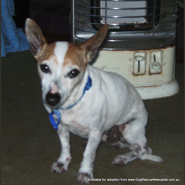 Photo of Jock (On Trial 16/12/13)