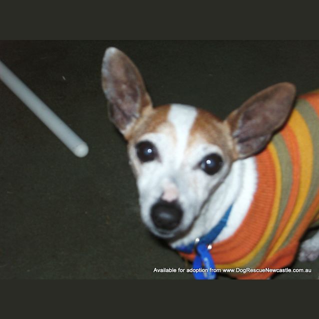 Photo of Jock (On Trial 16/12/13)