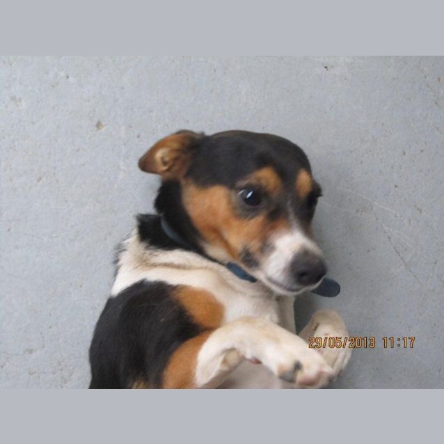 Photo of Buddy