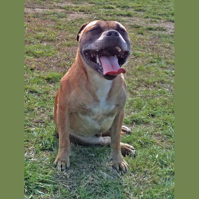 Photo of Bruno