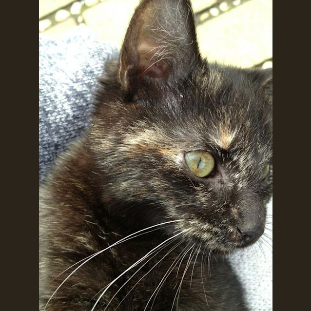 Photo of Jazz