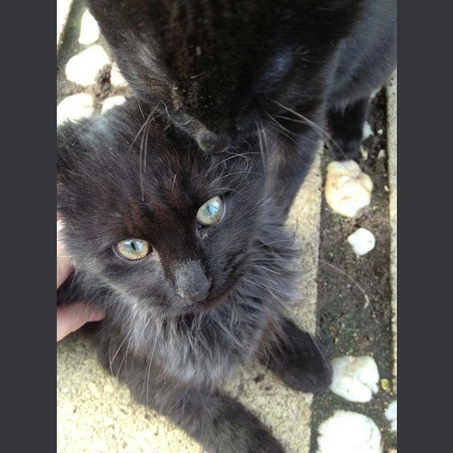 Photo of Megatron ** No More Enquiries Please **