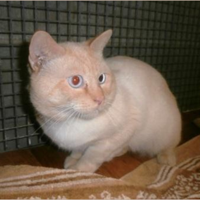 Photo of Garfield