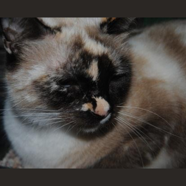 Photo of Bella