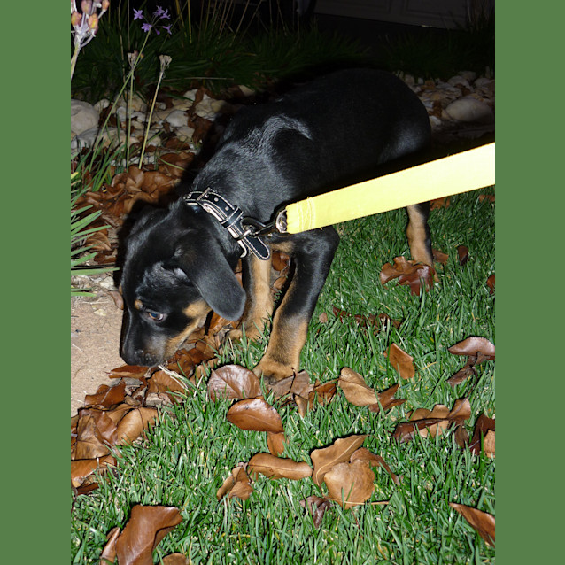 Photo of Geoffrey D435