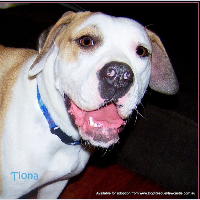 Photo of Tiona (On Trial 2/10/13)