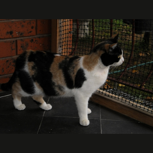 Photo of Tortie