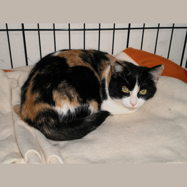 Photo of Tortie