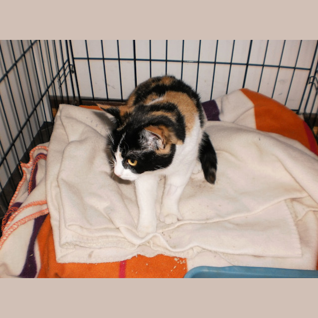 Photo of Tortie
