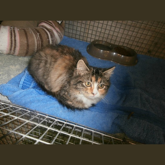 Photo of Pumpkin