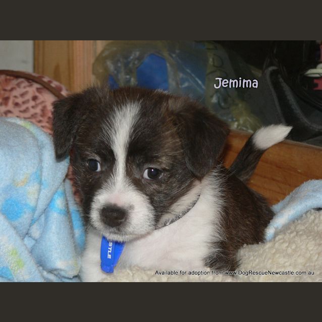 Photo of Jemima (On Trial 10/7/13)