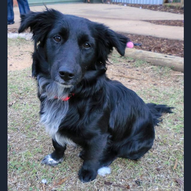 Photo of Missy *On Trial In Her New Home*