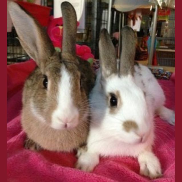 Photo of Crystal & Max