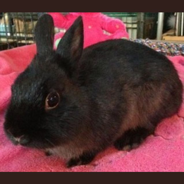 Photo of Milo