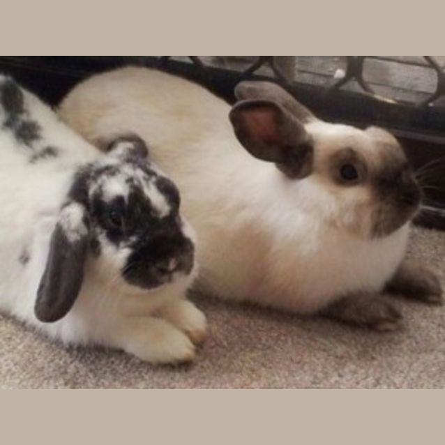 Photo of Bella & Lucky