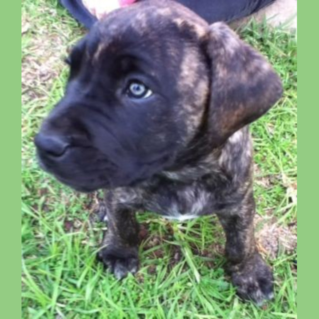 Photo of Trooper