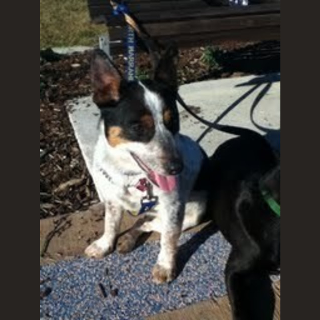 Photo of Buddy .. Cat, Dog And Child Friedly Cutie