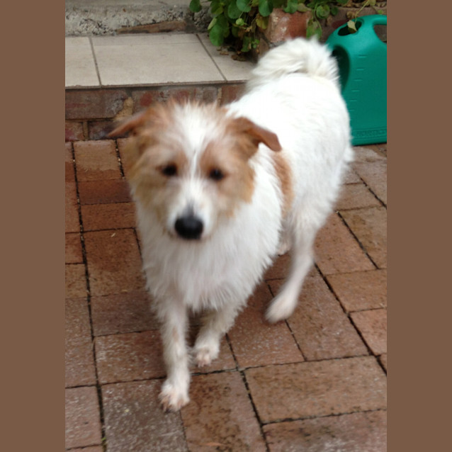 Photo of Alfie