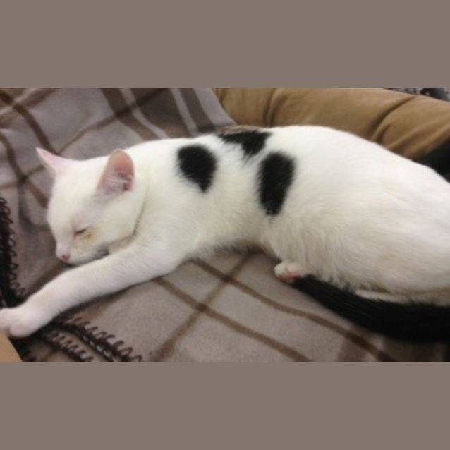 Photo of Chilli