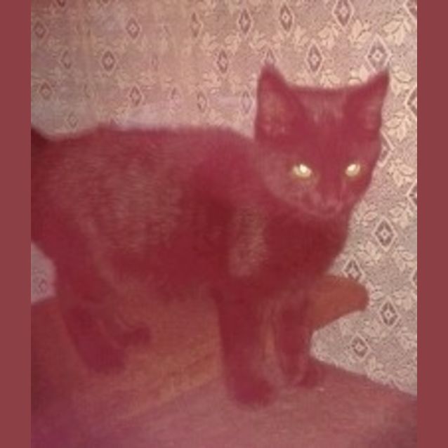 Photo of Pepper